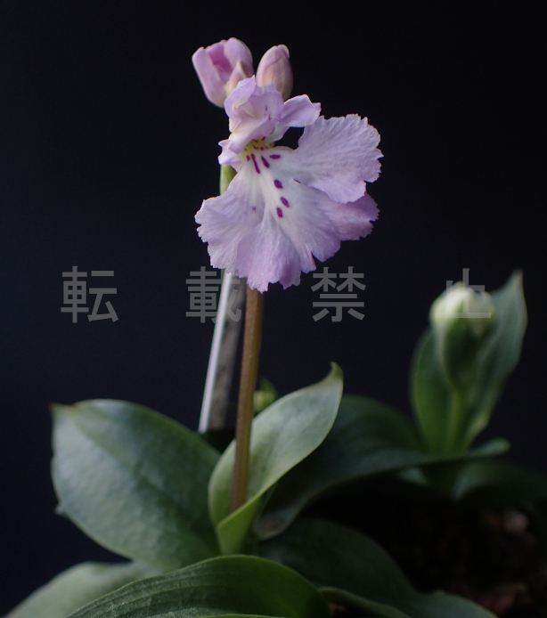 オキナワチドリの育種（純白花） - Amitostigma's blog