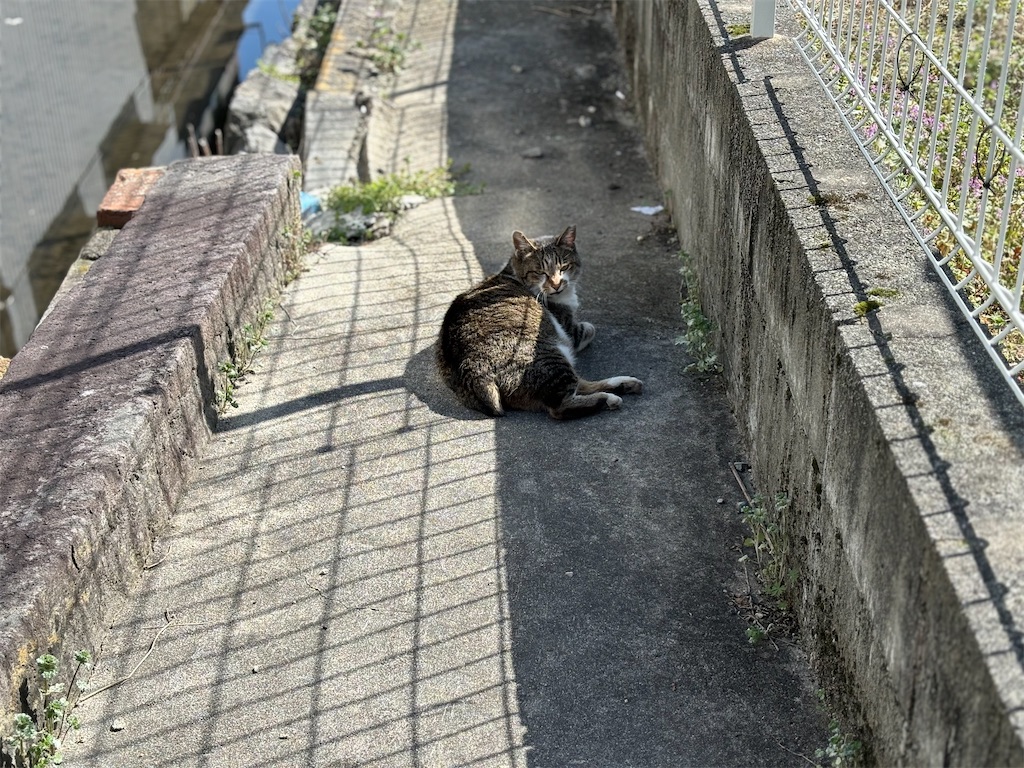 f:id:amkt2210:20240510174507j:image