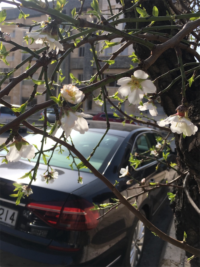 f:id:amman2018:20190310151149j:image