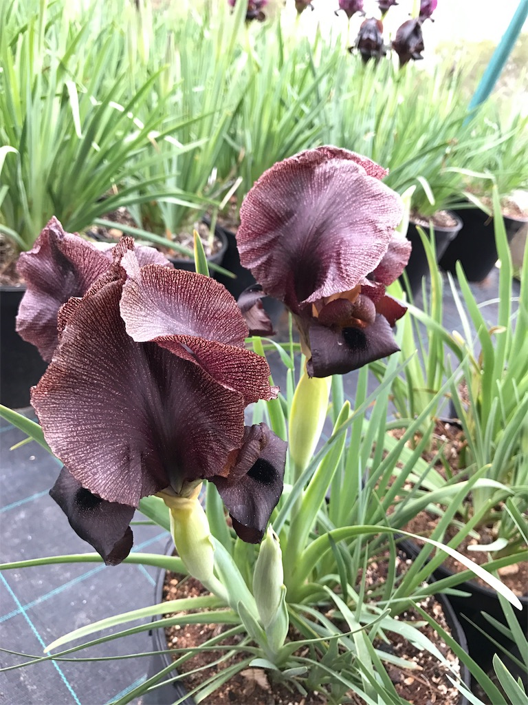 f:id:amman2018:20190315191430j:image