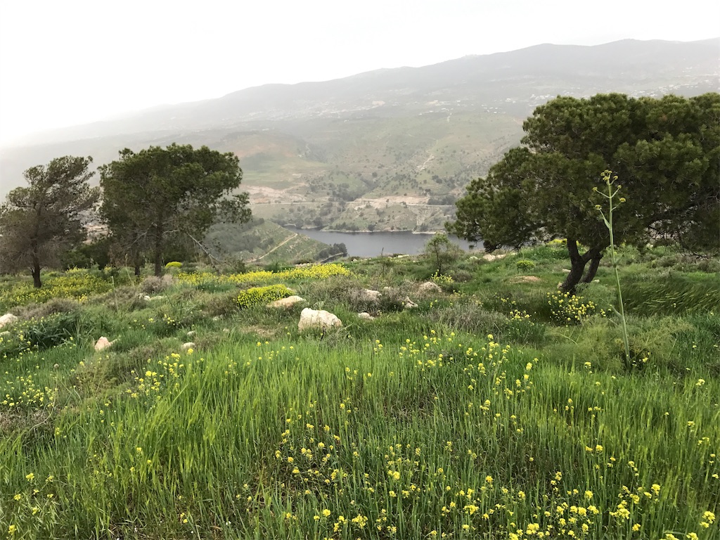 f:id:amman2018:20190315191453j:image