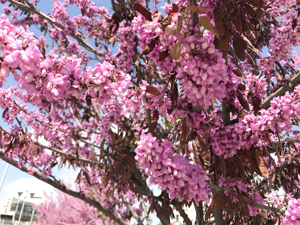 f:id:amman2018:20190315191516j:image