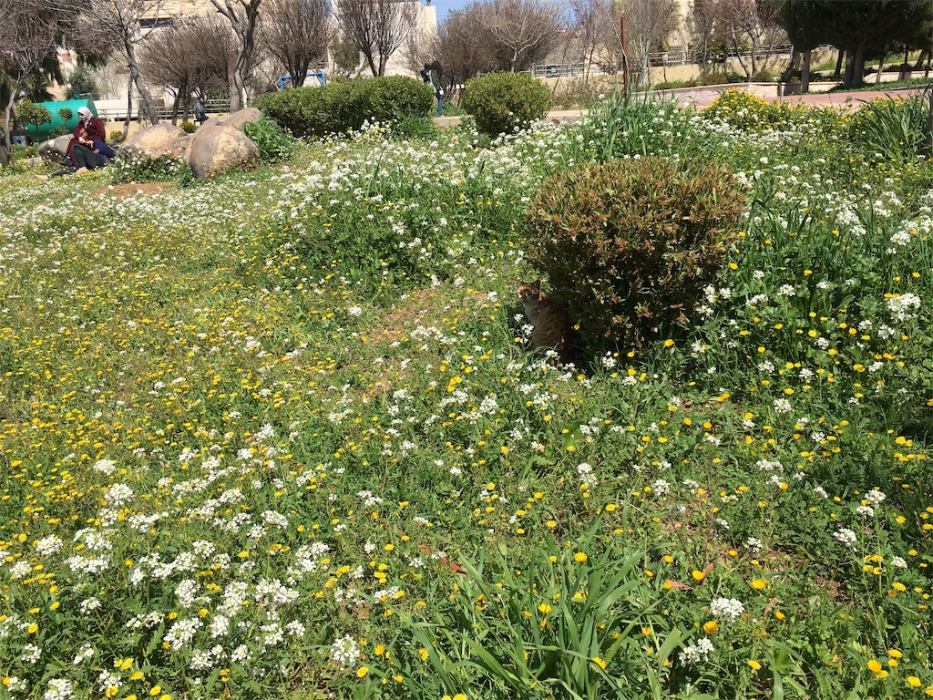 f:id:amman2018:20190322231855j:image