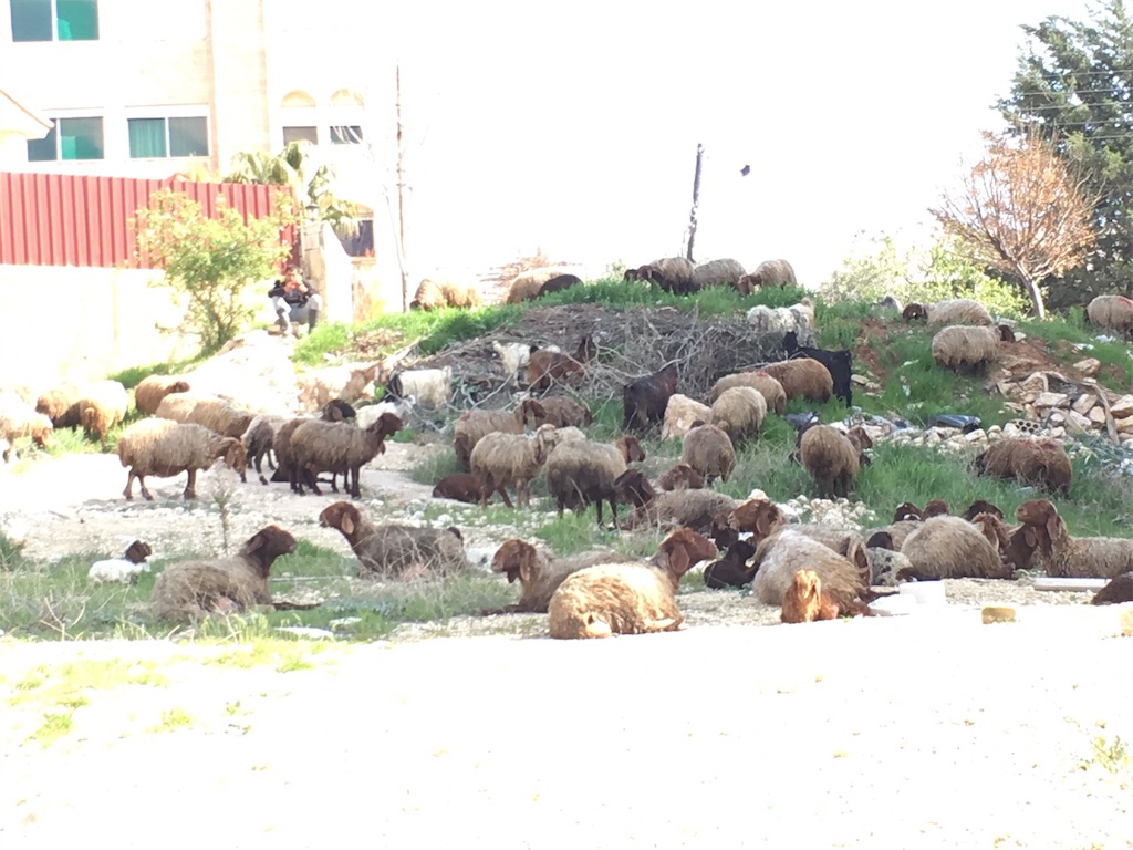 f:id:amman2018:20190322231900j:image