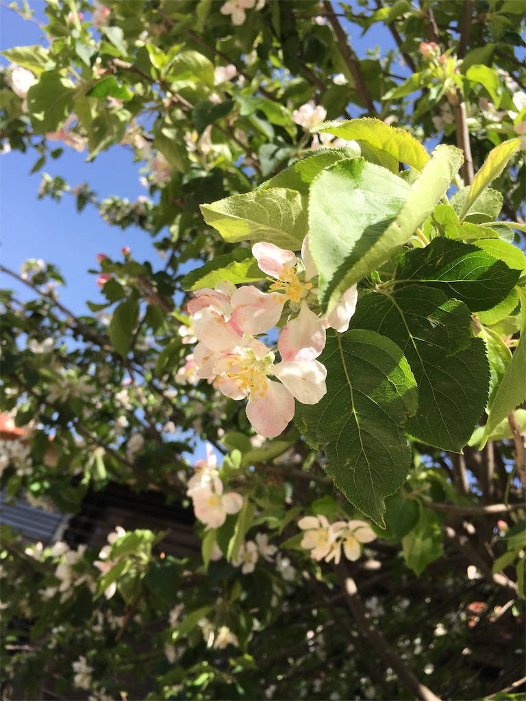 f:id:amman2018:20190322231909j:image