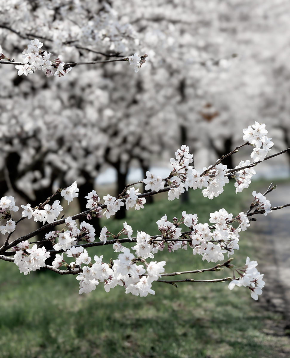 桜1