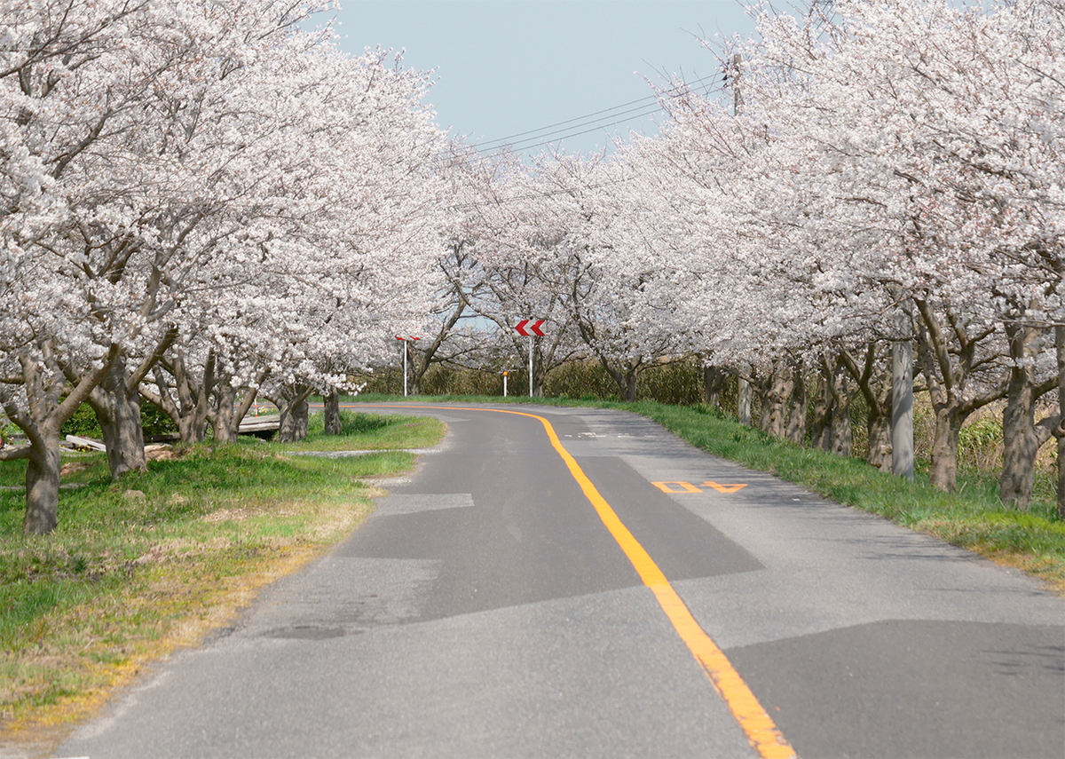 桜3