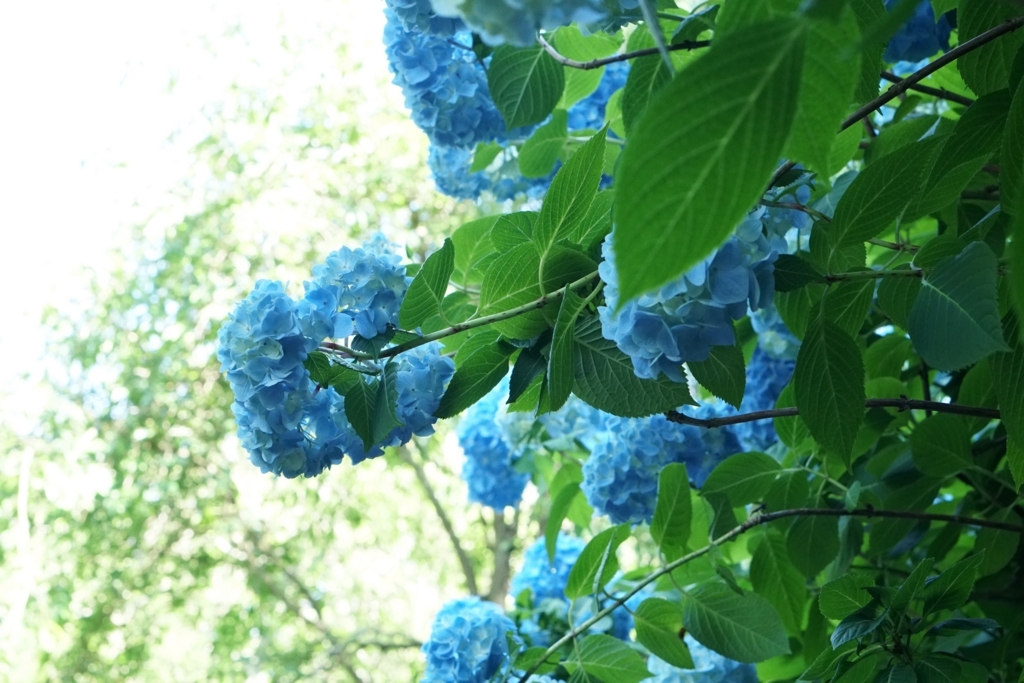 f:id:amnjrn:20180602144659j:plain f:id:amnjrn:20180602144659j:plain