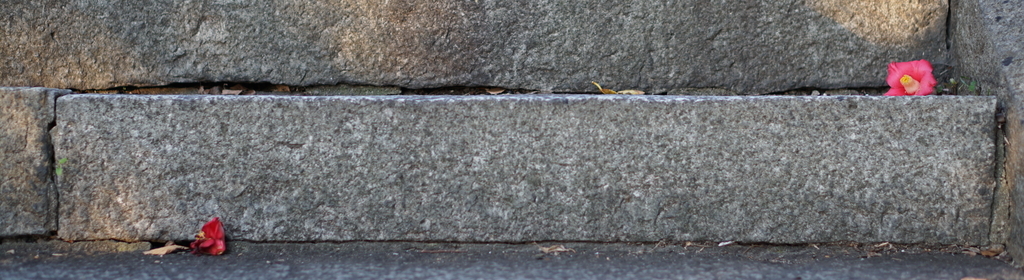 f:id:amnjrn:20190107162308j:plain