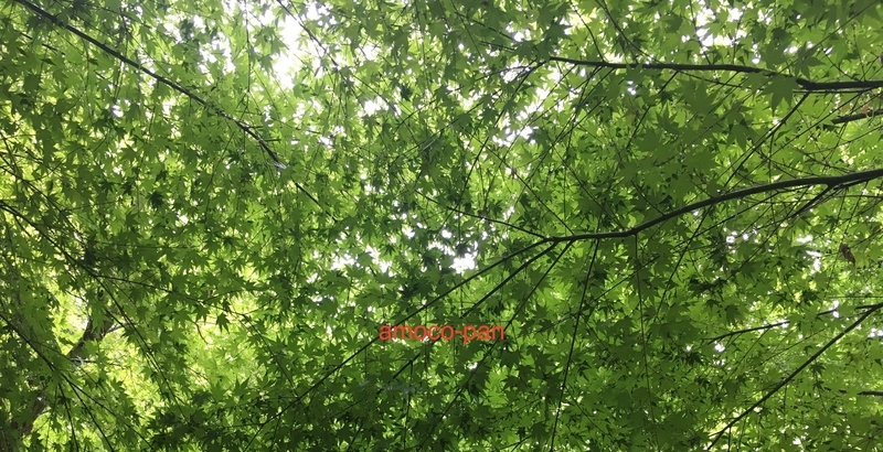 f:id:amoco_pan2:20190820164449j:plain f:id:amoco_pan2:20190820164449j:plain