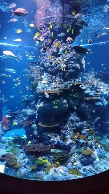 f:id:amomoc:20191019214026j:plain