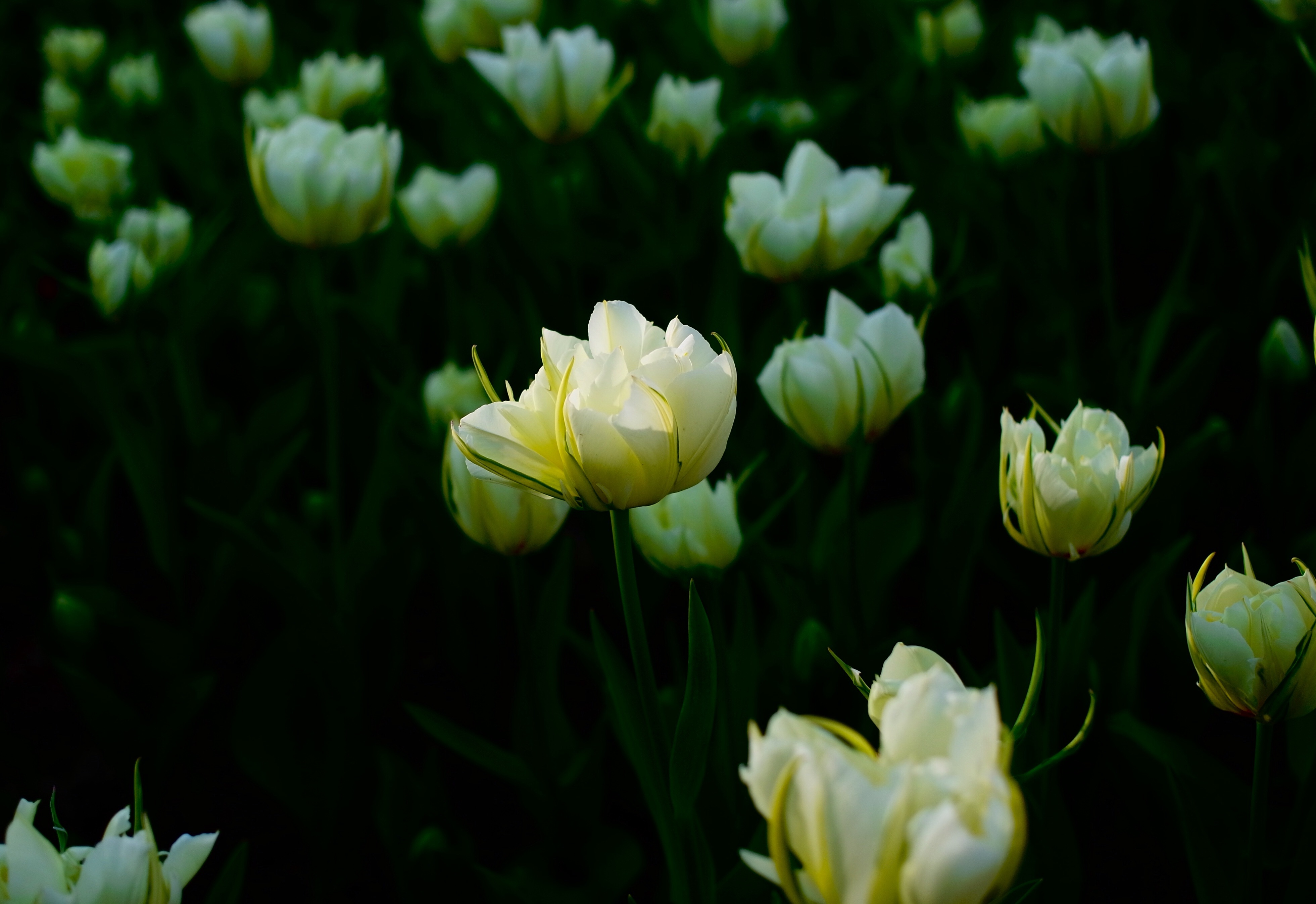 f:id:amori:20190414195008j:image f:id:amori:20190414195008j:image