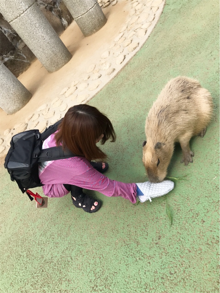 f:id:amoshiratama:20171126192006j:image f:id:amoshiratama:20171126192006j:image