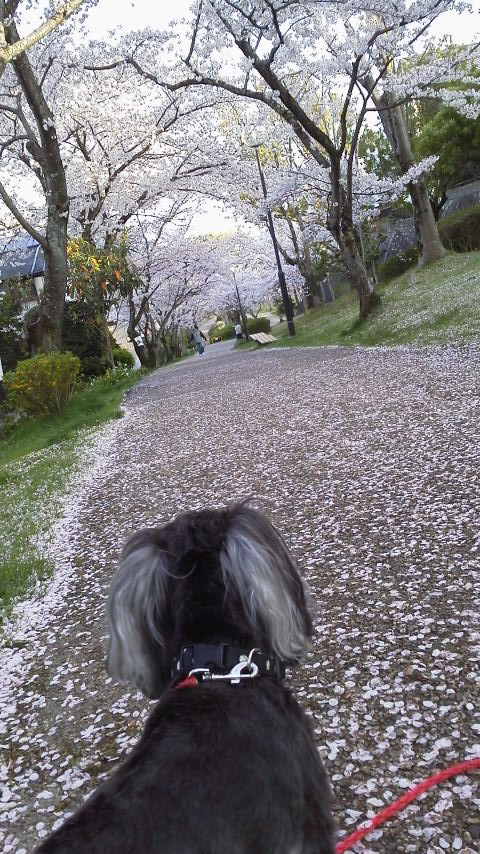 f:id:ampinpin:20220201004556j:plain