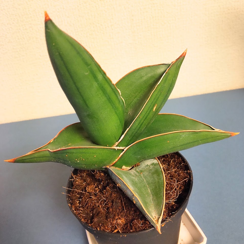 我が家の観葉植物は現在19種類（ちょっと整理してみよっ