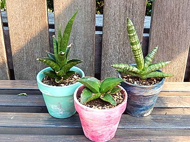 まさかの新芽～」サンスベリア数種とその経過 - DIYおばちゃんの