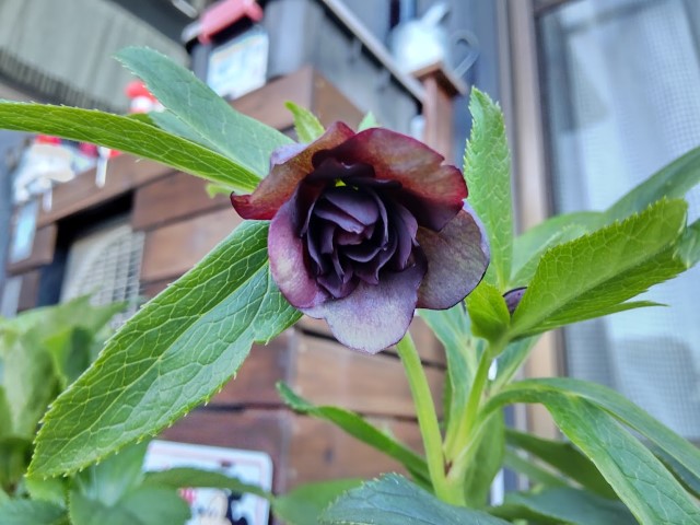 ⭐︎　ブラックローズのみ クリスマスローズ苗開花株 【ブラックスワン】 4.5号 - メルカリ