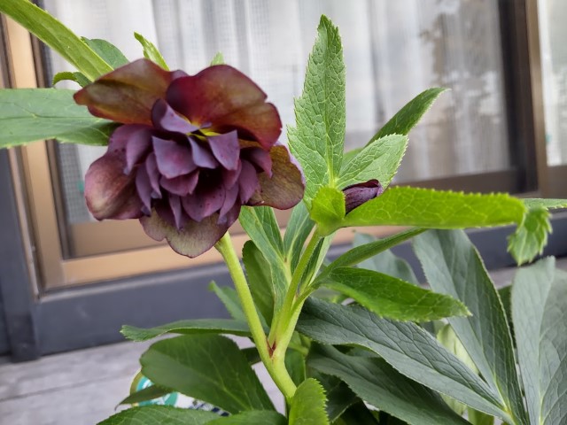 クリスマスローズ・ブラックスワンが咲いた～！けど・・・ - DIY