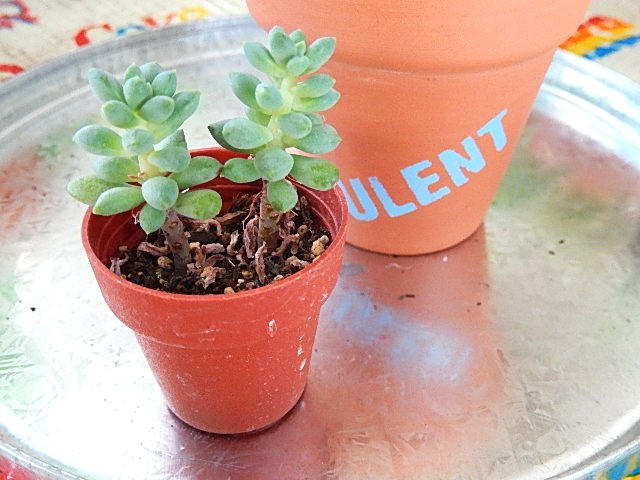 多肉植物をリメイク鉢に植え替えました～、またやらかしも💦 - DIY