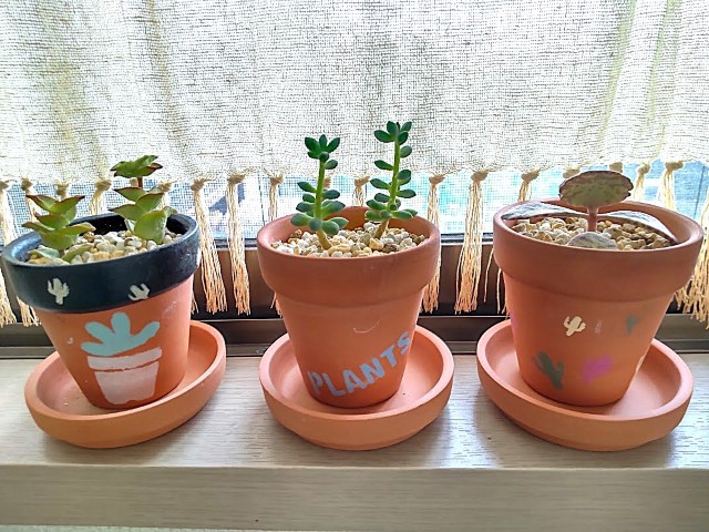 多肉植物をリメイク鉢に植え替えました～、またやらかしも💦 - DIY