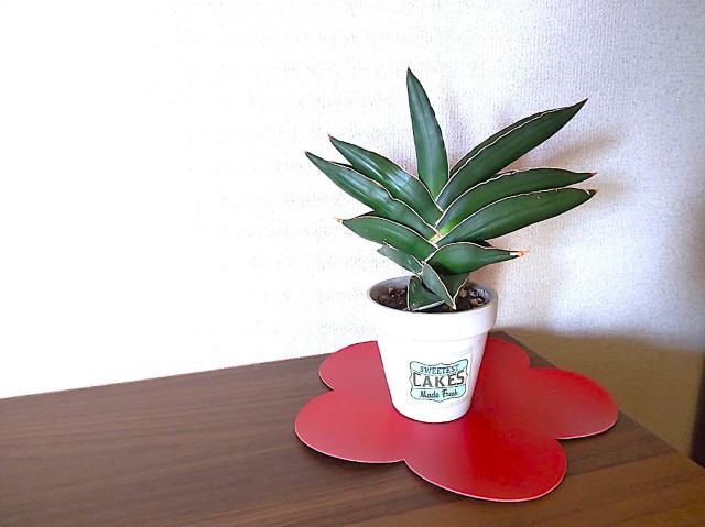 まさかの新芽～」サンスベリア数種とその経過 - DIYおばちゃんの