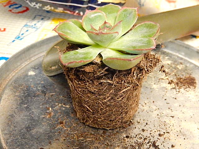 リメイクした鉢に植え替えた多肉植物と新たにお迎えした多肉植物 - DIY