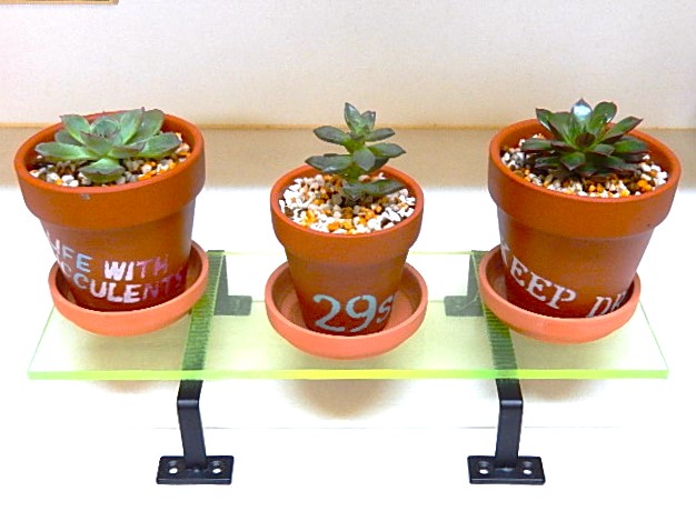リメイクした鉢に植え替えた多肉植物と新たにお迎えした多肉植物 - DIY