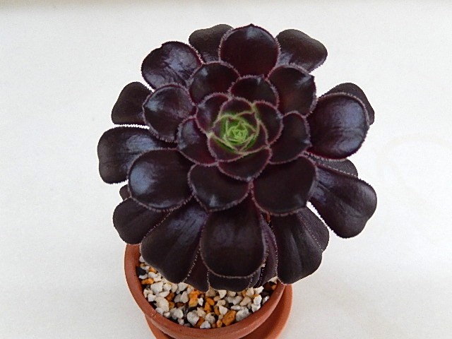 激減しても頑張ってるよ～、多肉植物の変化 - DIYおばちゃんの