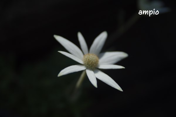 f:id:ampio:20140101123852j:plain