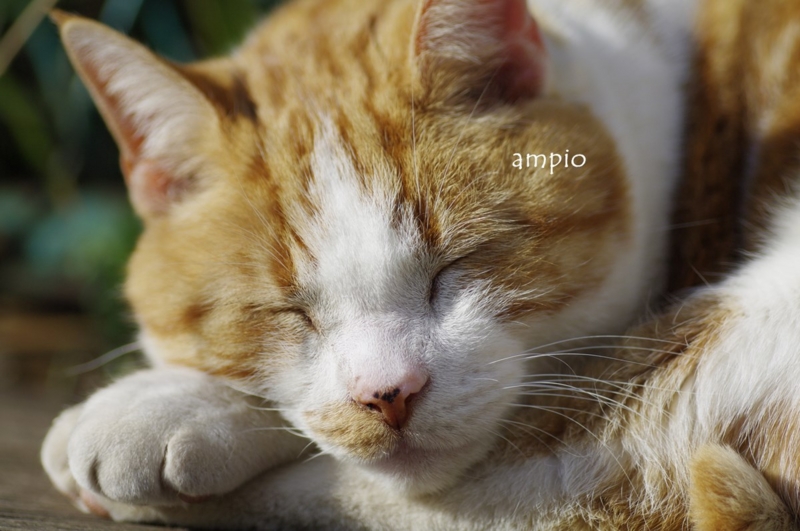 f:id:ampio:20140122192444j:plain f:id:ampio:20140122192444j:plain