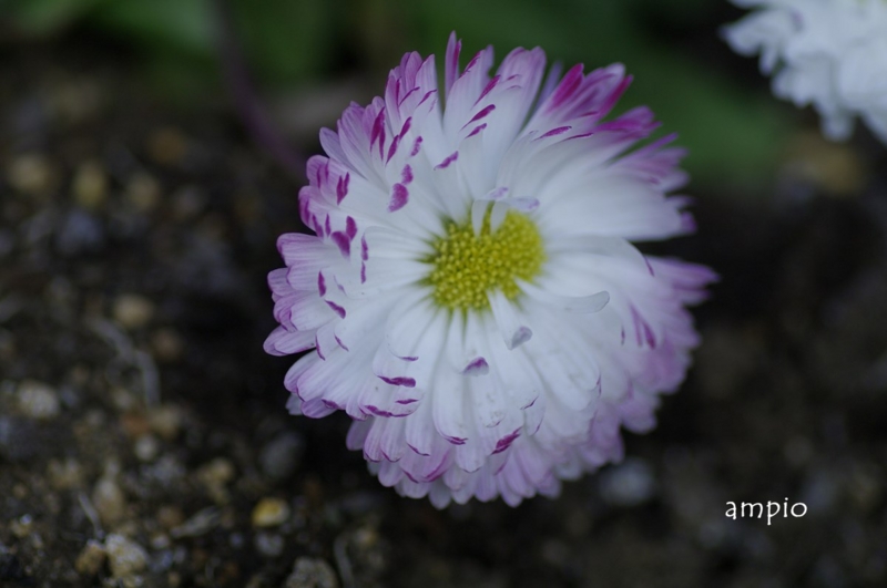 f:id:ampio:20140122192717j:plain f:id:ampio:20140122192717j:plain