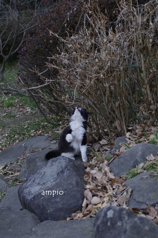 f:id:ampio:20140130152753j:plain