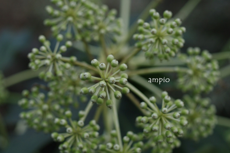 f:id:ampio:20140130152954j:plain
