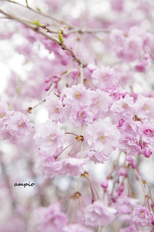 f:id:ampio:20140429192042j:plain