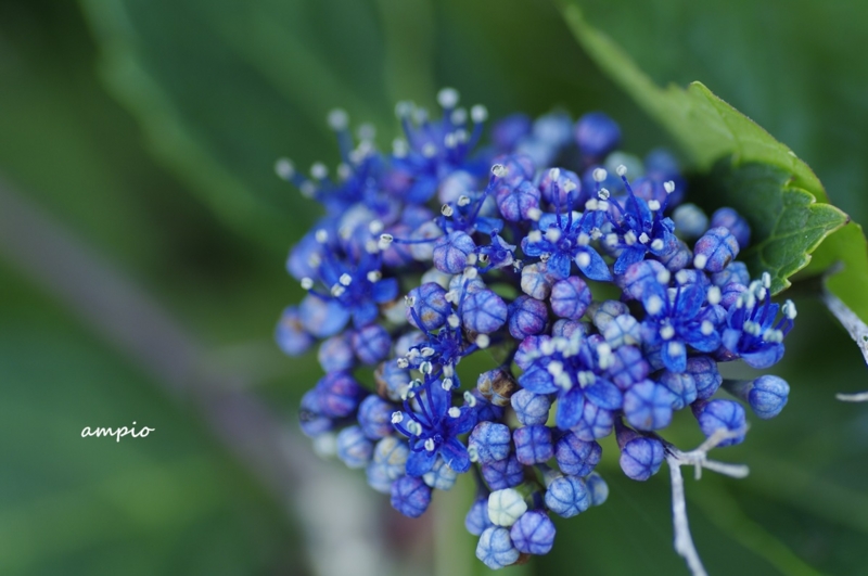 f:id:ampio:20140721103359j:plain