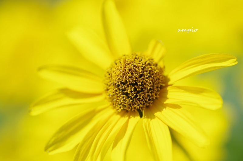 f:id:ampio:20140721103405j:plain