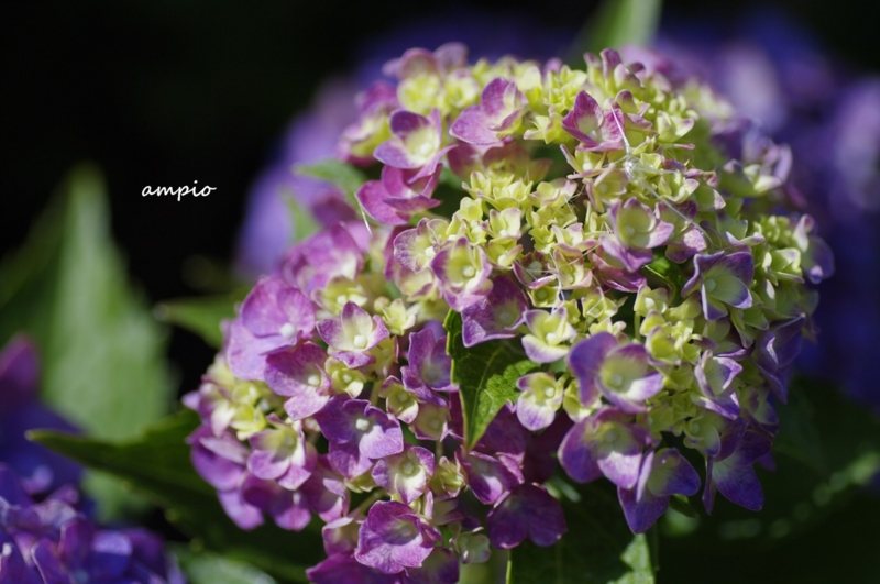 f:id:ampio:20140721103409j:plain