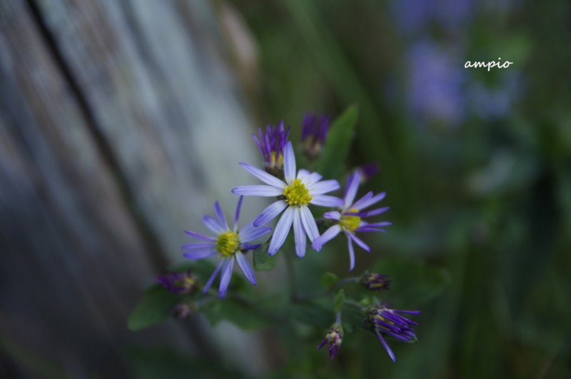 f:id:ampio:20140914142915j:plain