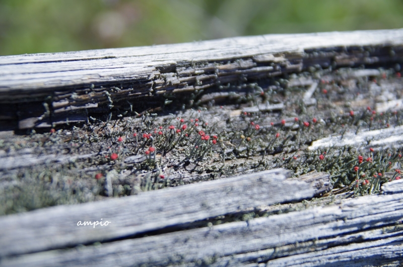 f:id:ampio:20140914143521j:plain