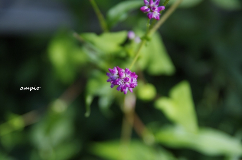 f:id:ampio:20141005172550j:plain f:id:ampio:20141005172550j:plain