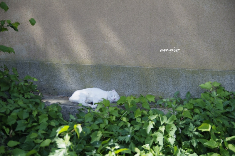 f:id:ampio:20141005172708j:plain f:id:ampio:20141005172708j:plain