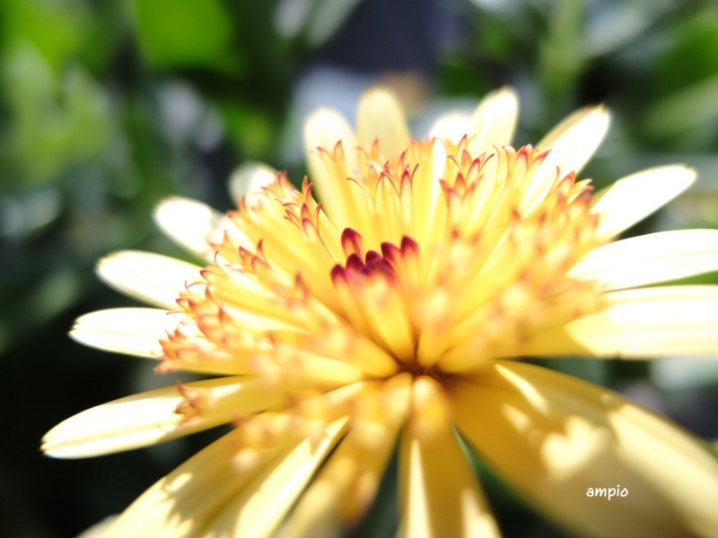 f:id:ampio:20141231154607j:plain