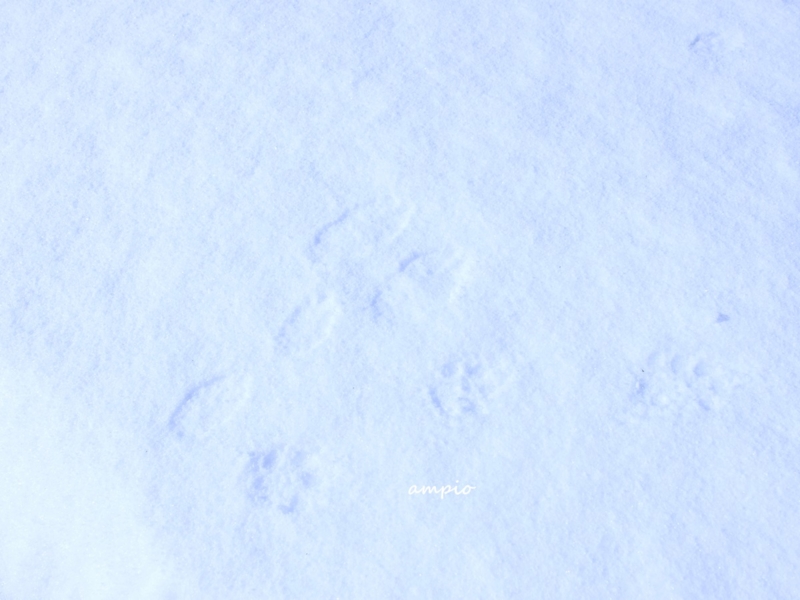 f:id:ampio:20150201203406j:plain