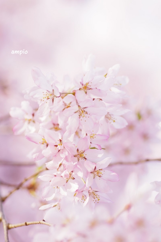 f:id:ampio:20150504110157j:plain