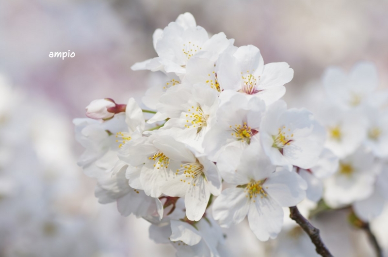 f:id:ampio:20150504110205j:plain