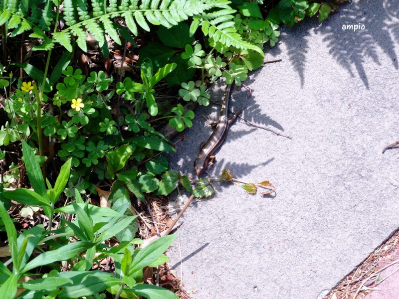 f:id:ampio:20150508143832j:plain f:id:ampio:20150508143832j:plain