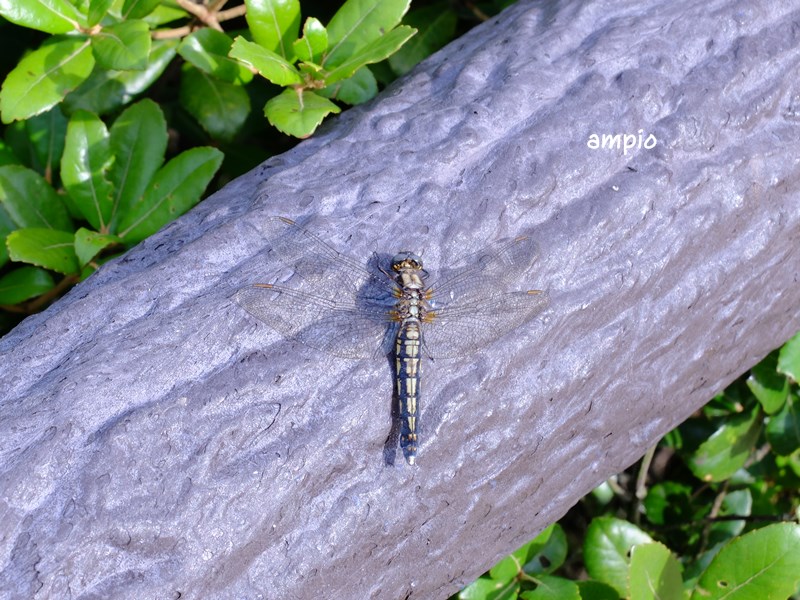 f:id:ampio:20150508144055j:plain f:id:ampio:20150508144055j:plain