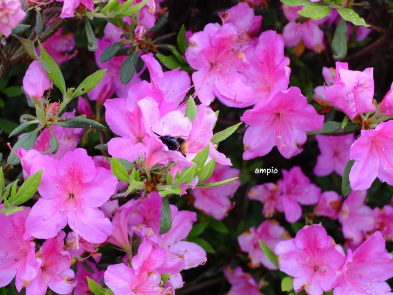 f:id:ampio:20150508144254j:plain f:id:ampio:20150508144254j:plain