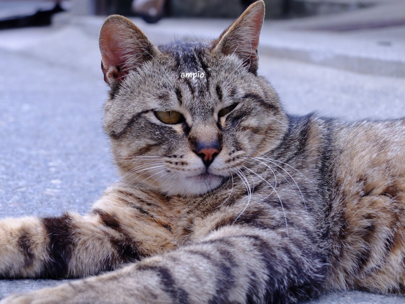 f:id:ampio:20150508144606j:plain f:id:ampio:20150508144606j:plain