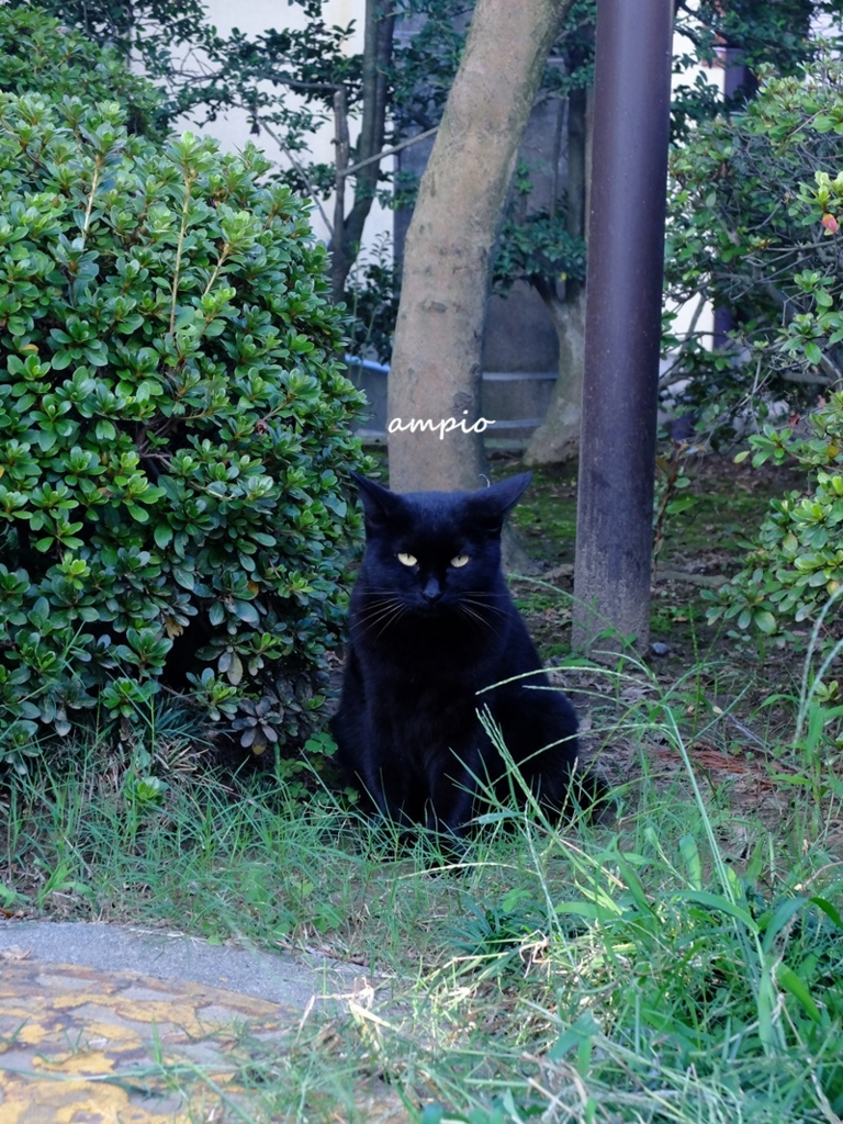 f:id:ampio:20150923134541j:plain